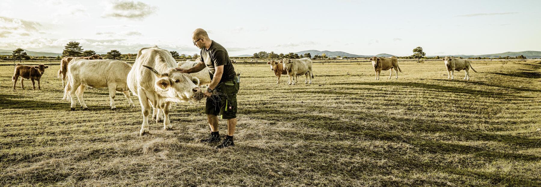 Matthias Frank bei seinen Rindern auf der Weide