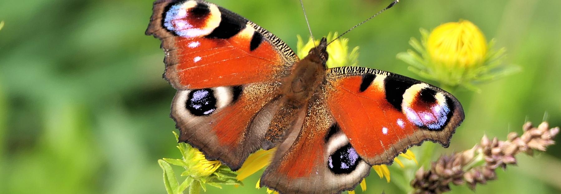 Tagpfauenauge auf gelber Blüte