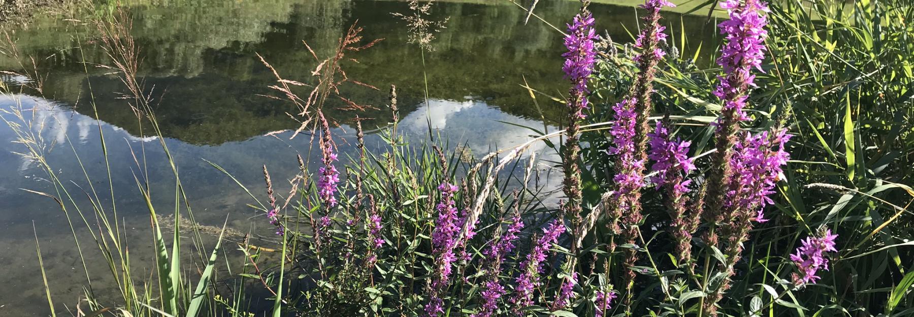 Teich mit blühendem Blutweiderich am Ufer