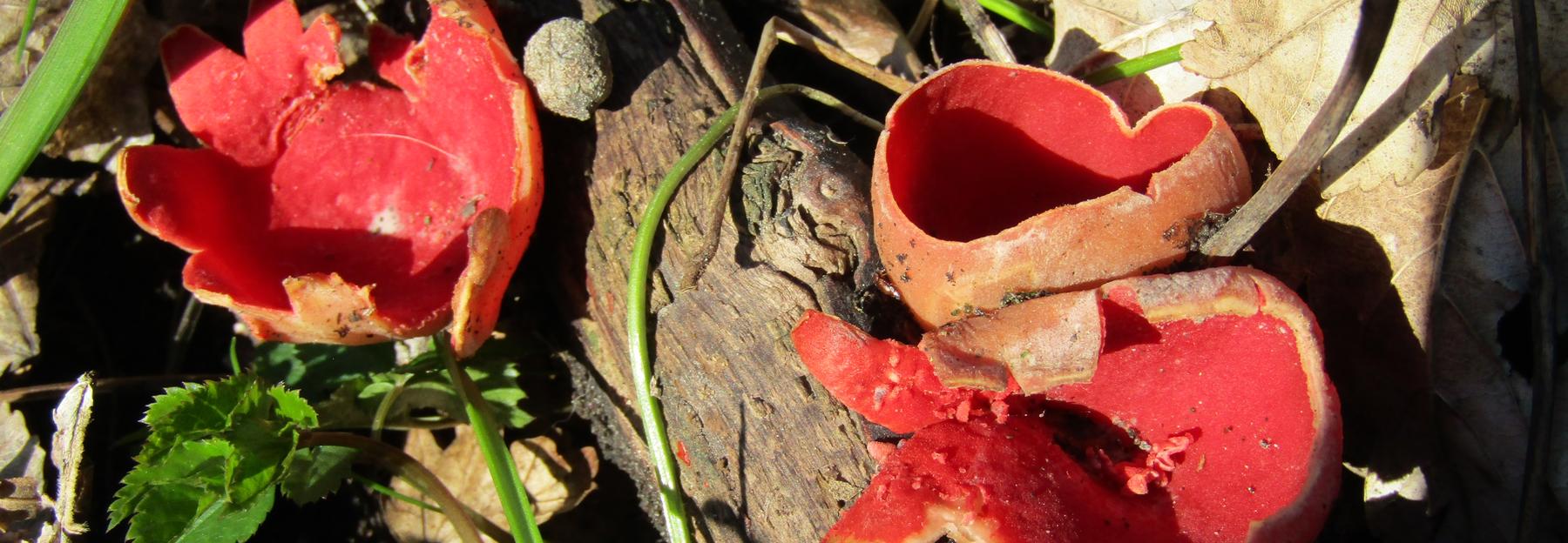 Die roten kelchförmigen Fruchtkörper des Österreichischen Prachtbecherlings werden bis zu 7 cm groß.
