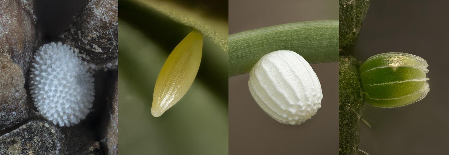 verschiedene Schmetterlingseier