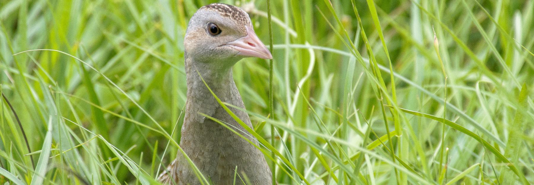 Zu sehen ist ein Wachtelkönig im Gras