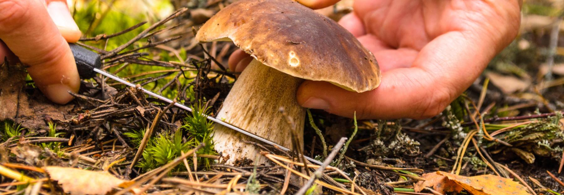 Hand mit Messer beim Abschneiden eines Steinpilzes am Waldboden