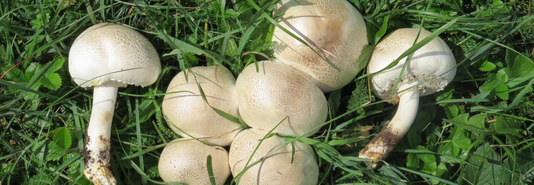 Fruchtkörper des Karbol-Champignons in einer Wiese