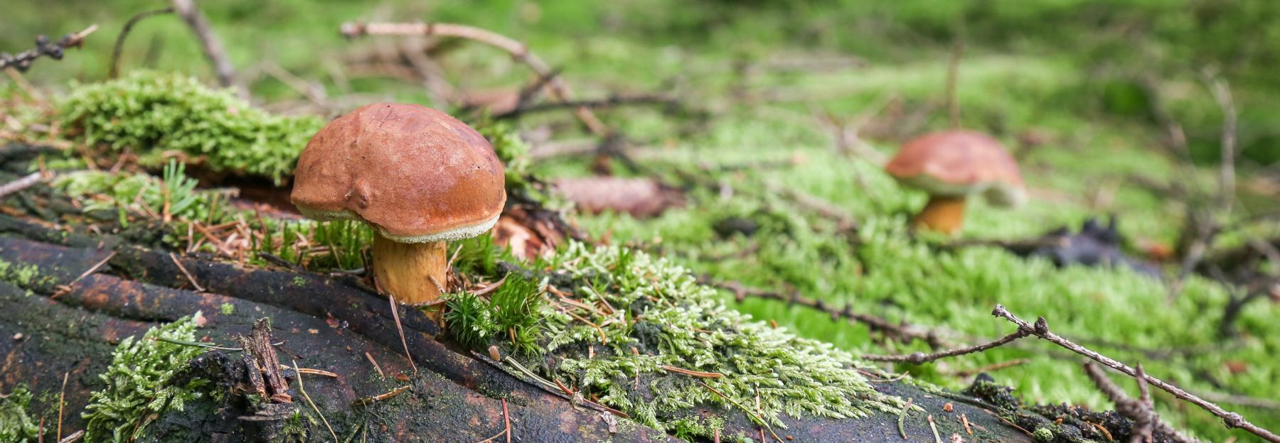 Maronenröhrlinge auf moosigem Waldboden