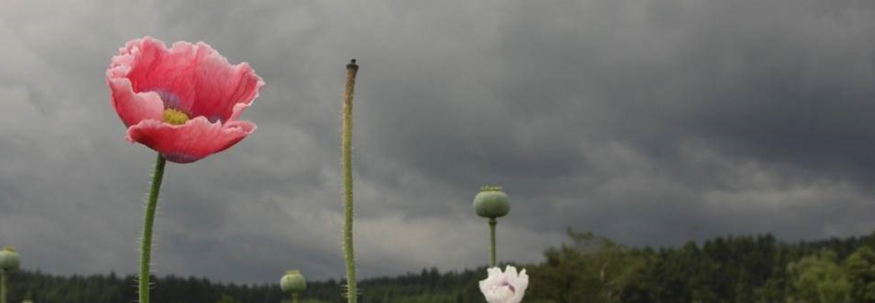 Mohnblüte vor dunklem Gewitterhimmel