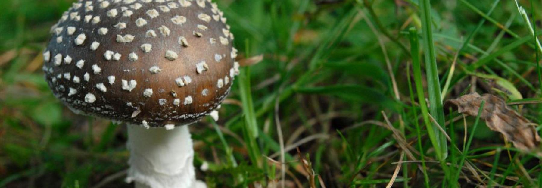 Patherpilz, Fruchtkörper mit braunem Hut und weißen Flocken auf einer Wiese