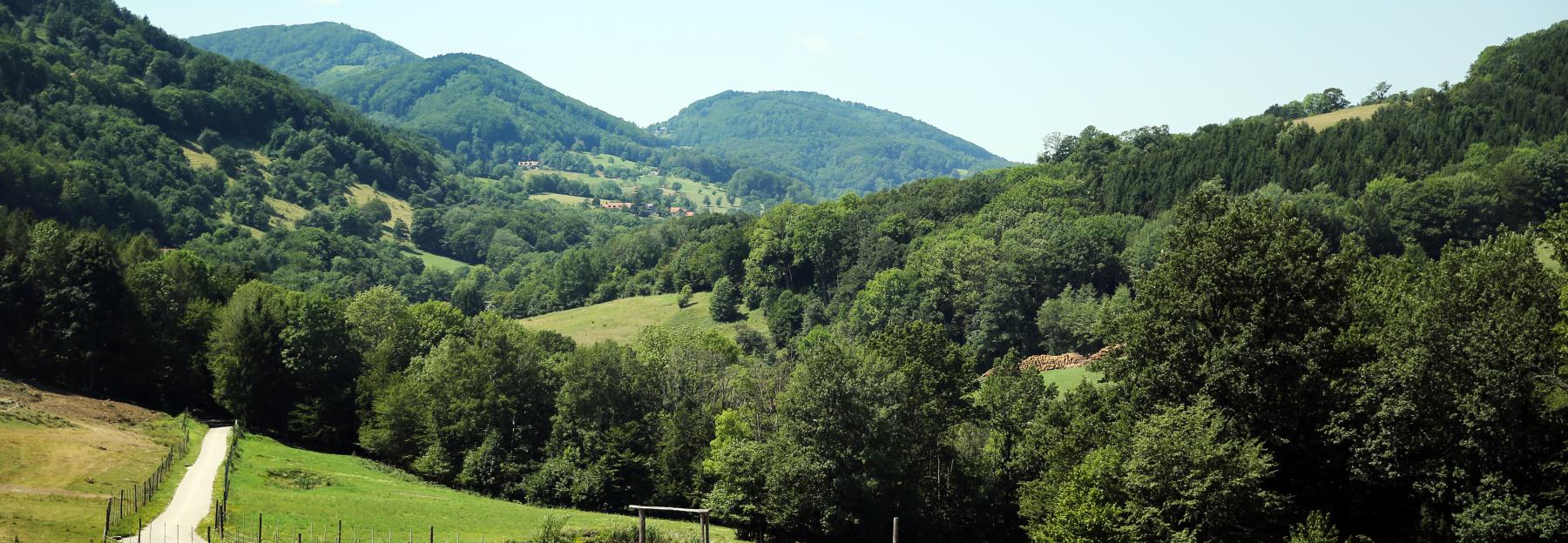 Wald in der Region Elsbeere Wienerwald