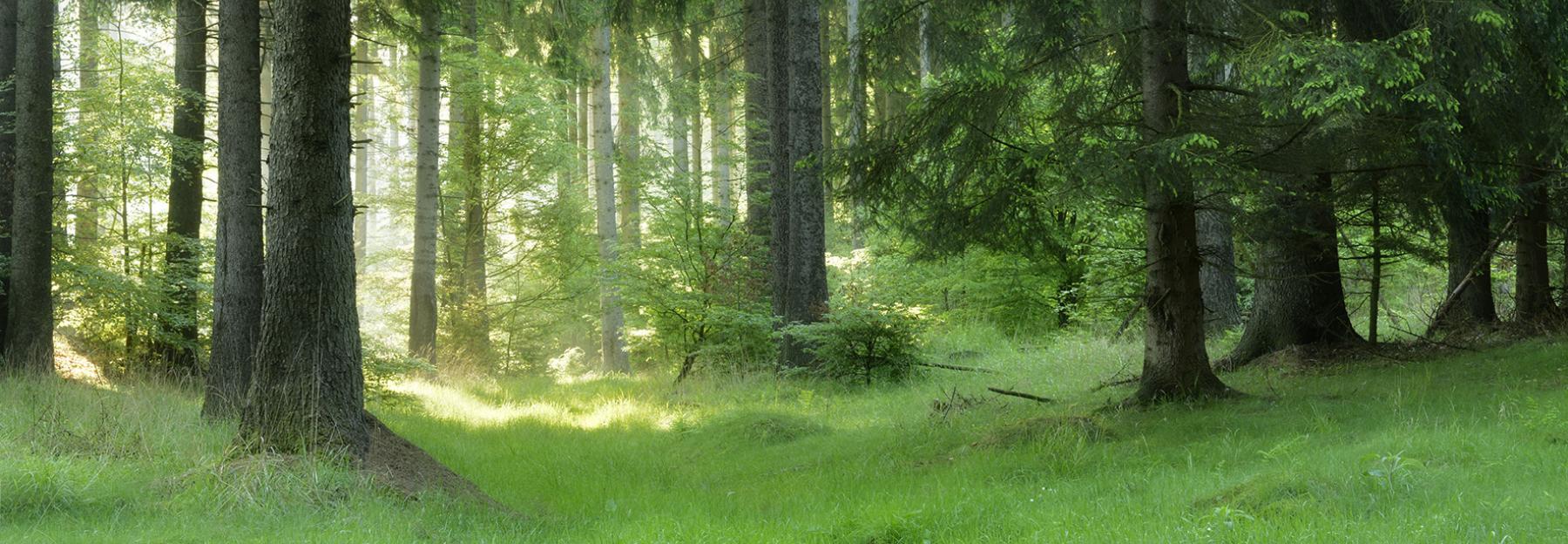 sonnendurchfluteter Mischwald mit alten Nadelnbäumen