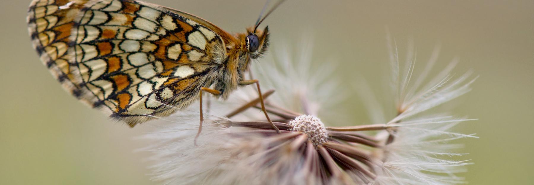 Schmetterling auf Löwenzahn