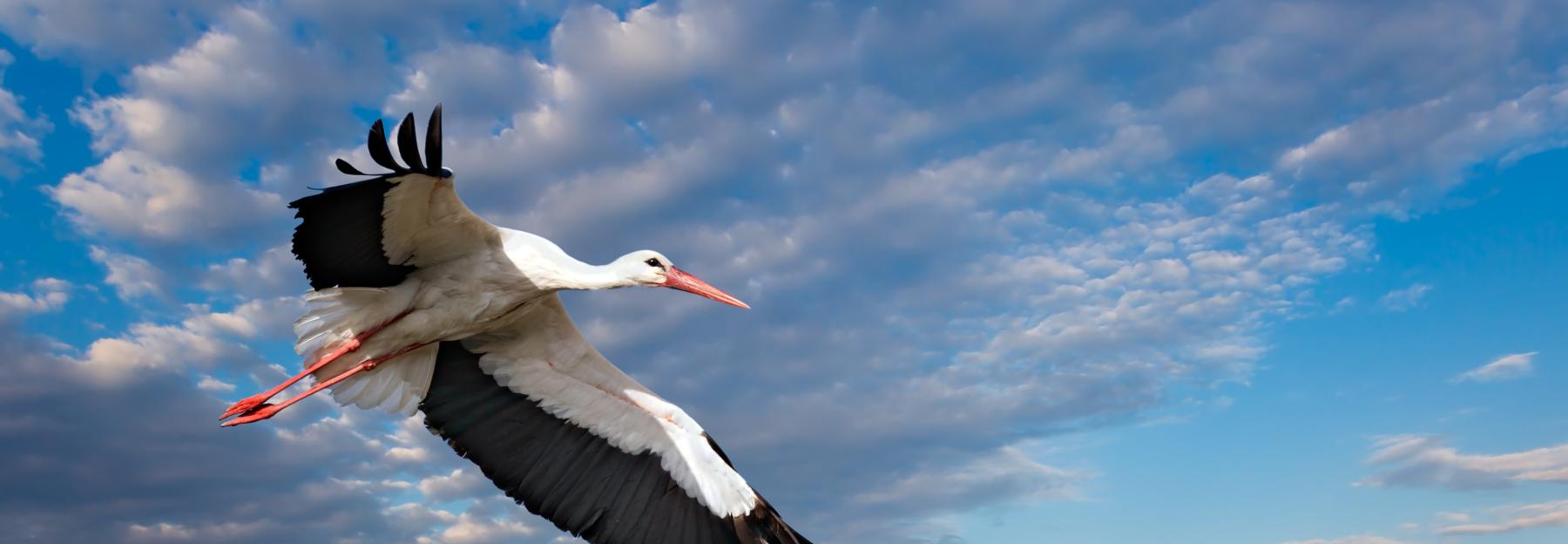 Weißstorch im Flug