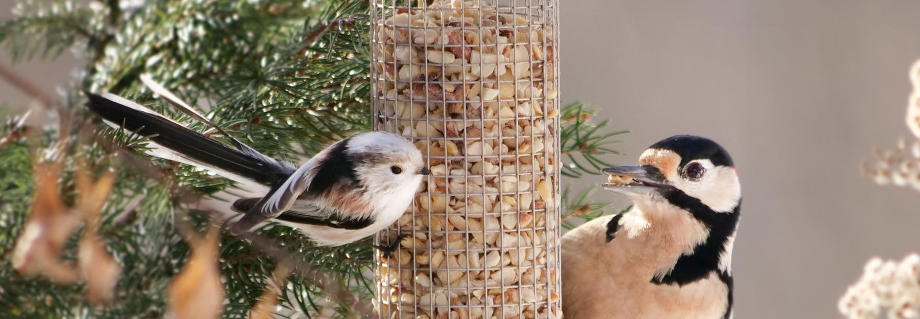 Schwanzmeise und Buntspecht fressen an Futtersäule