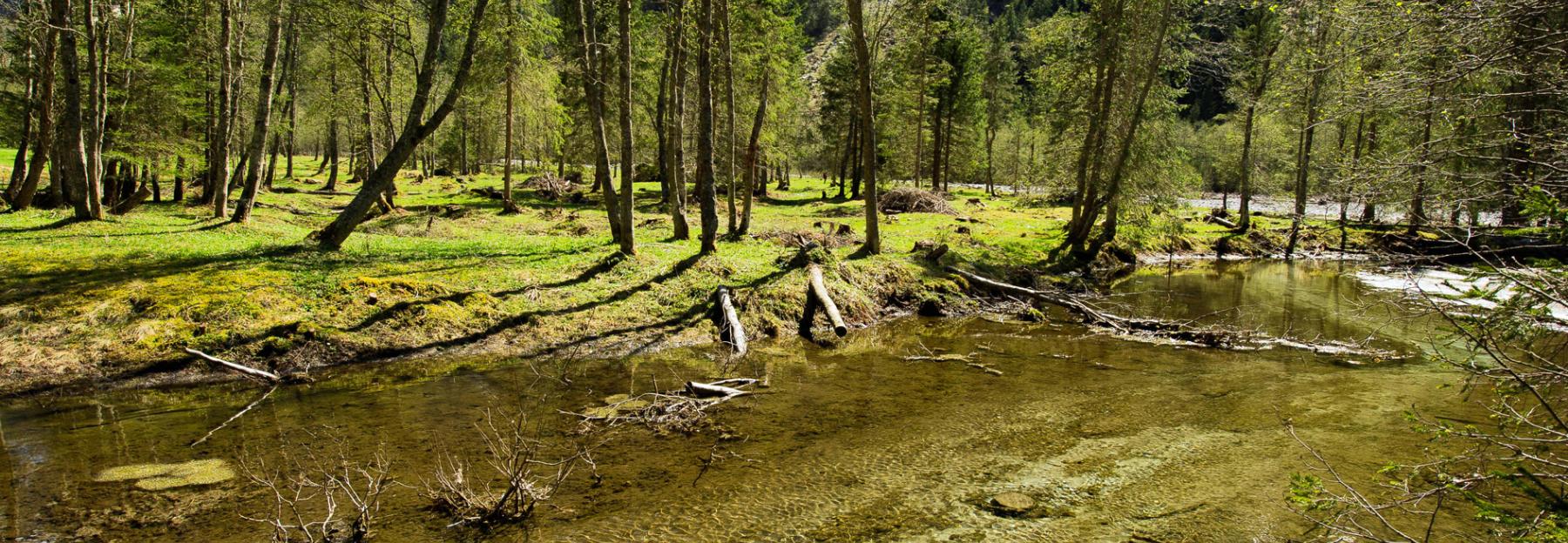 Auwald auf der Schwemmalm im hinteren Zillertal