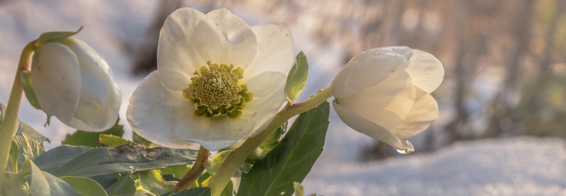 Christrose auf verschneiter Wiese