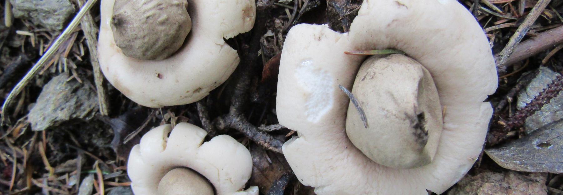 Geastrum fimbriatum