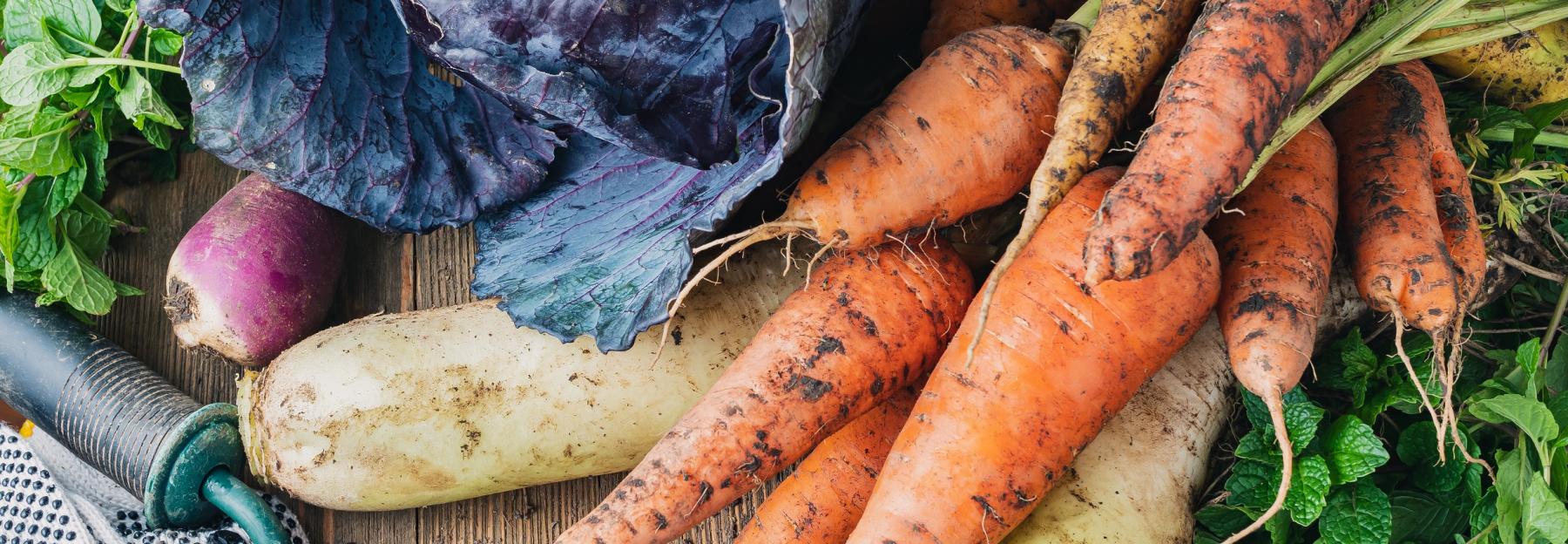 Rotkraut, Karotten und anderes Wintergemüse