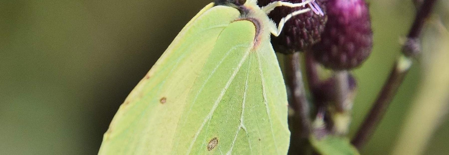 Gelber Falter auf einer Blume