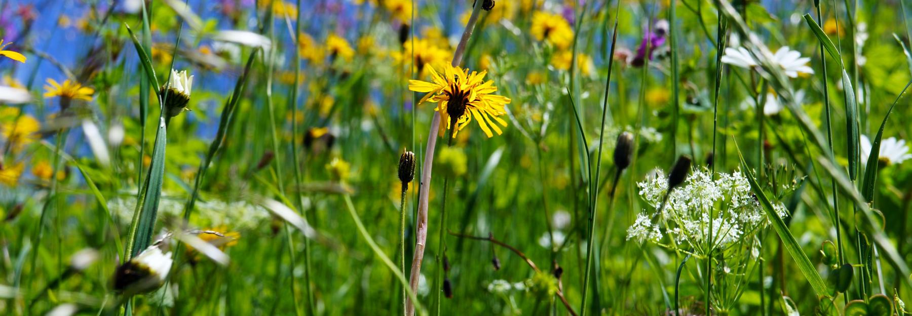 Blumenwiese