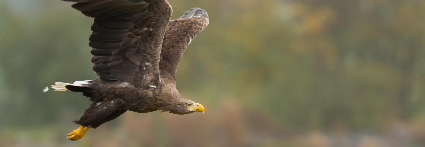 Seeadler im Flug