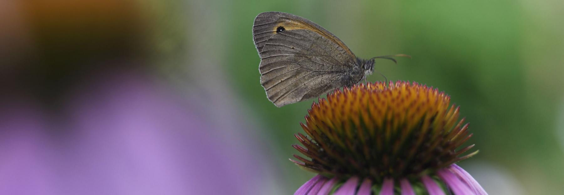 Schmetterling auf Sonnenhut