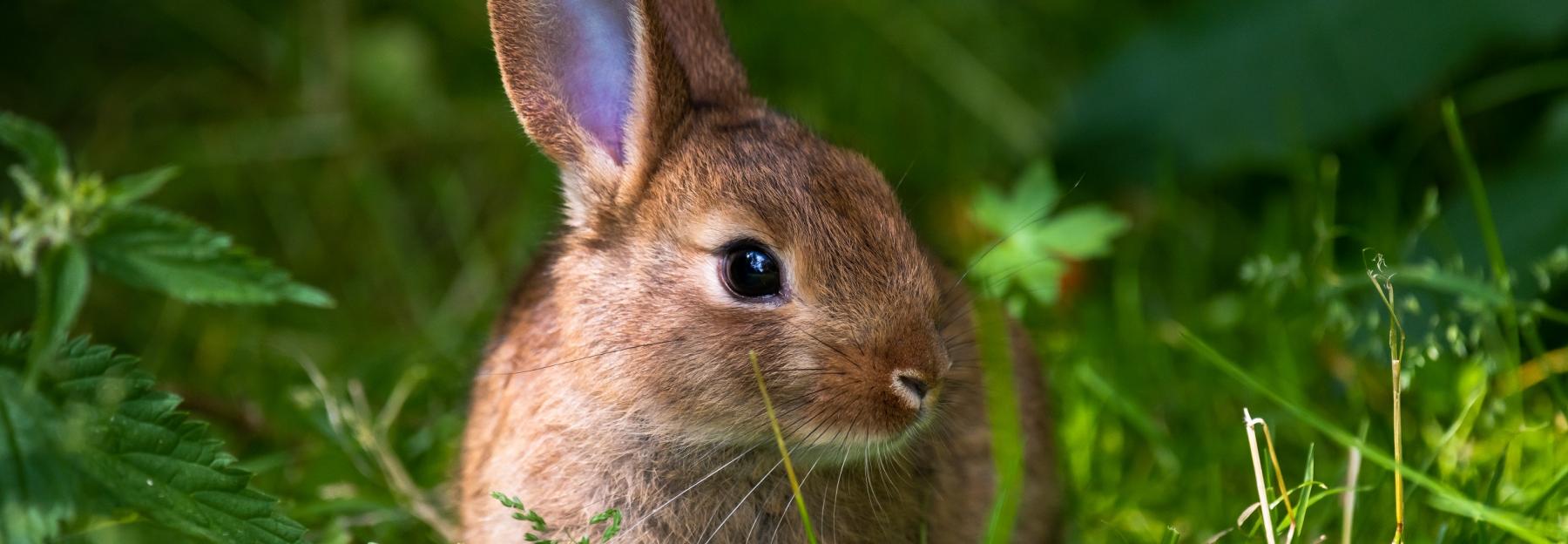 Hase auf grüner Wiese sitzend