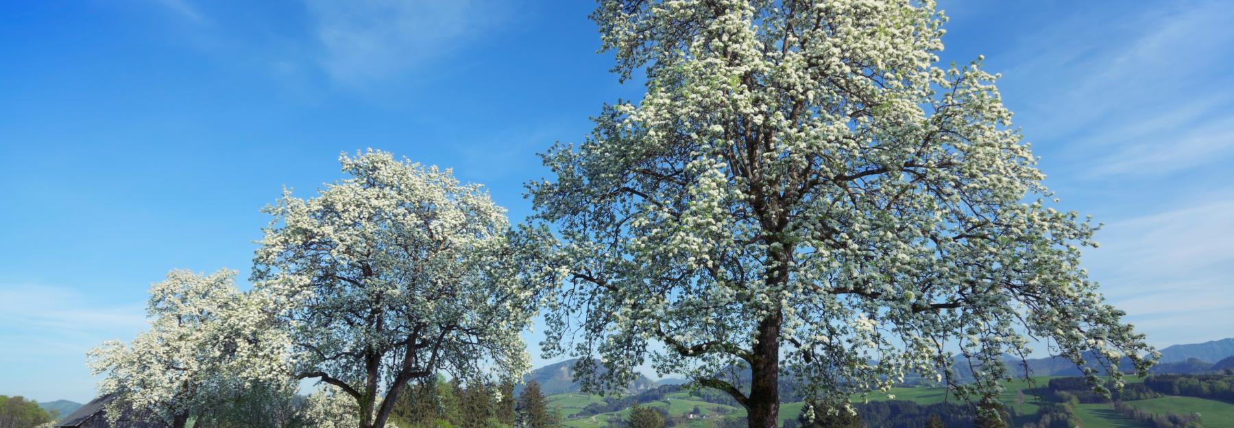 Birnbaumblüte im Mostviertel