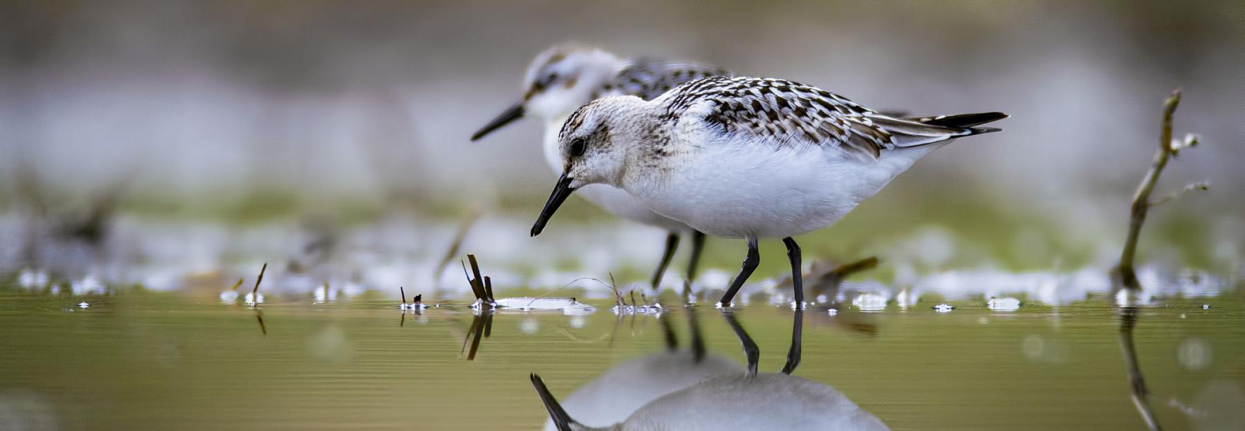 Sanderling