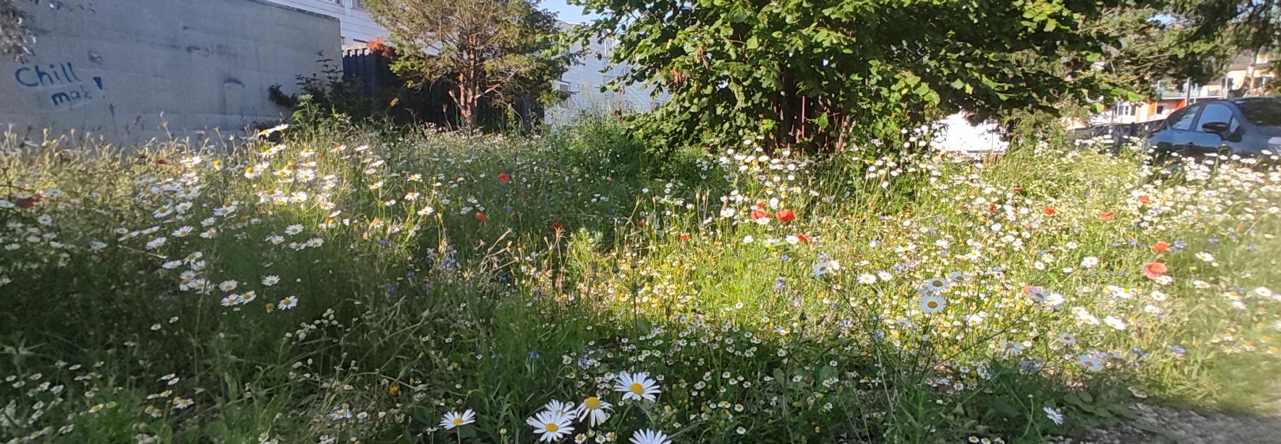Blumenwiese als Biodiversitätsfläche