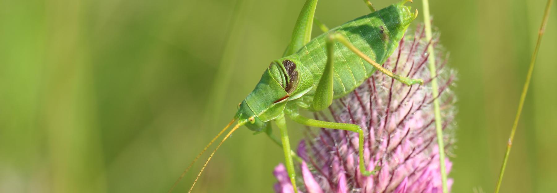 Breitstirnige Plumpschrecke (Isophya costata)