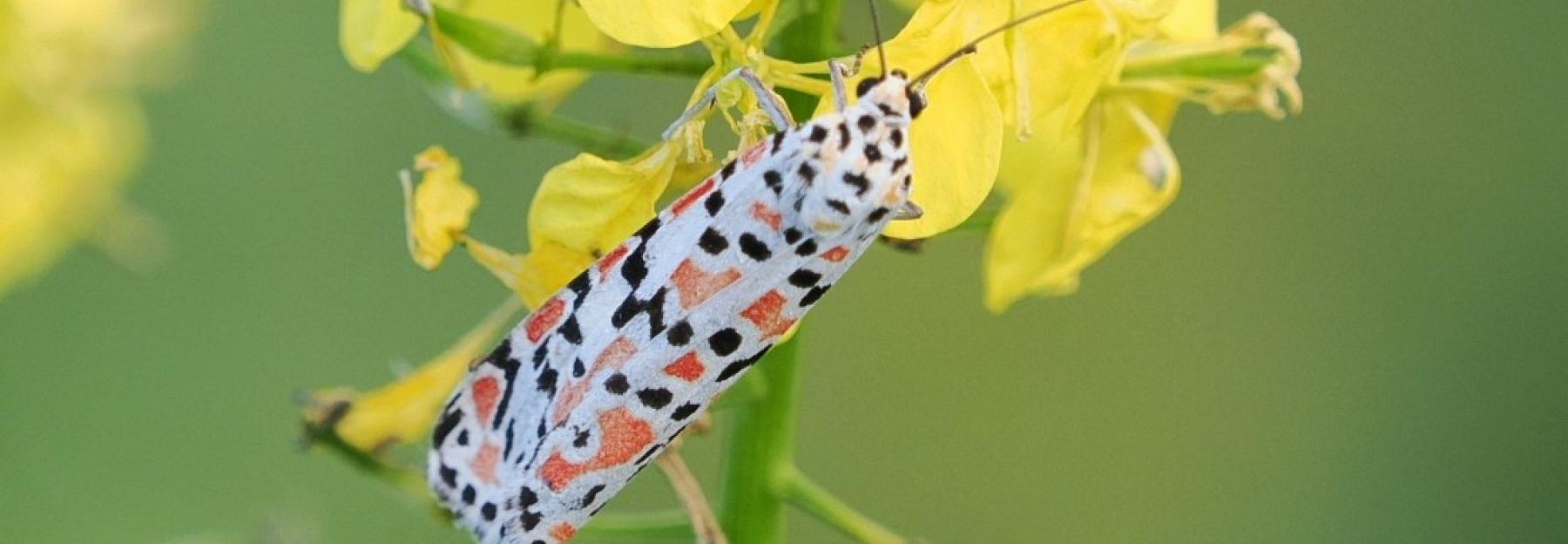 Punktbär auf gelber Blume