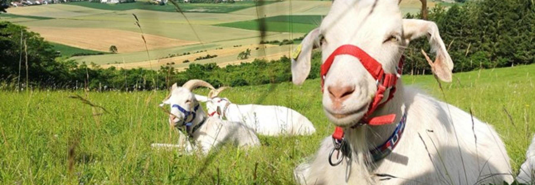 Kaschmirziegen bei Karlstetten