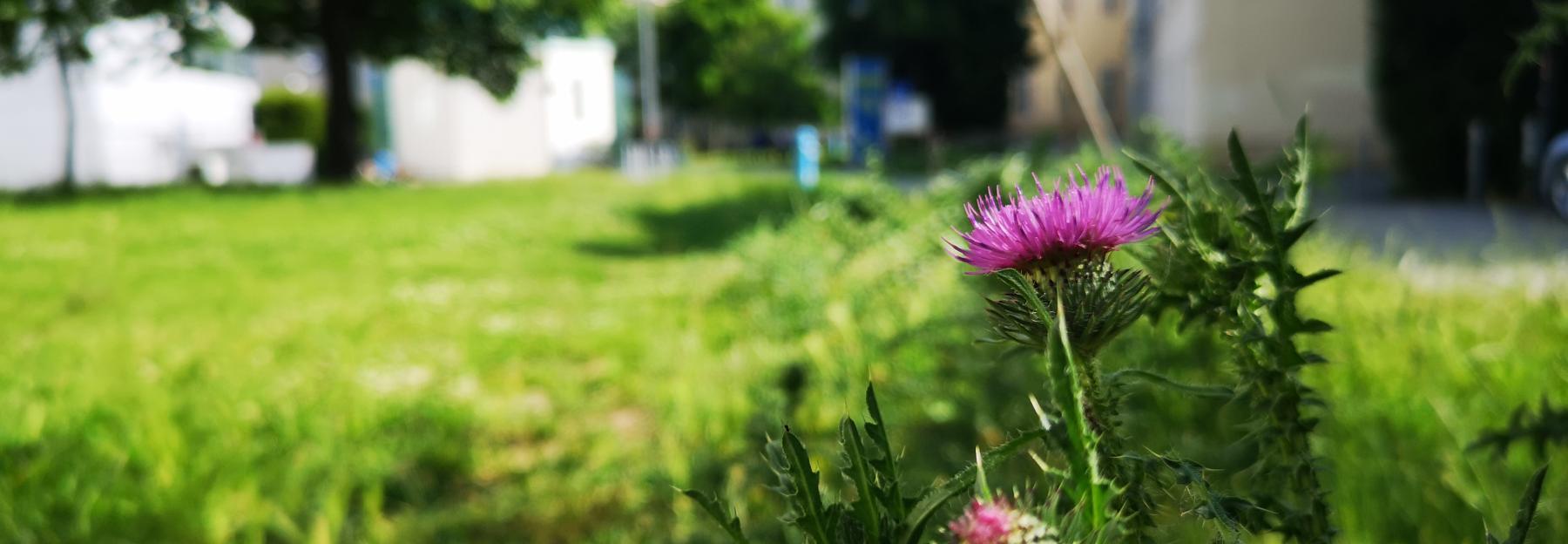 Wildstauden am Campus