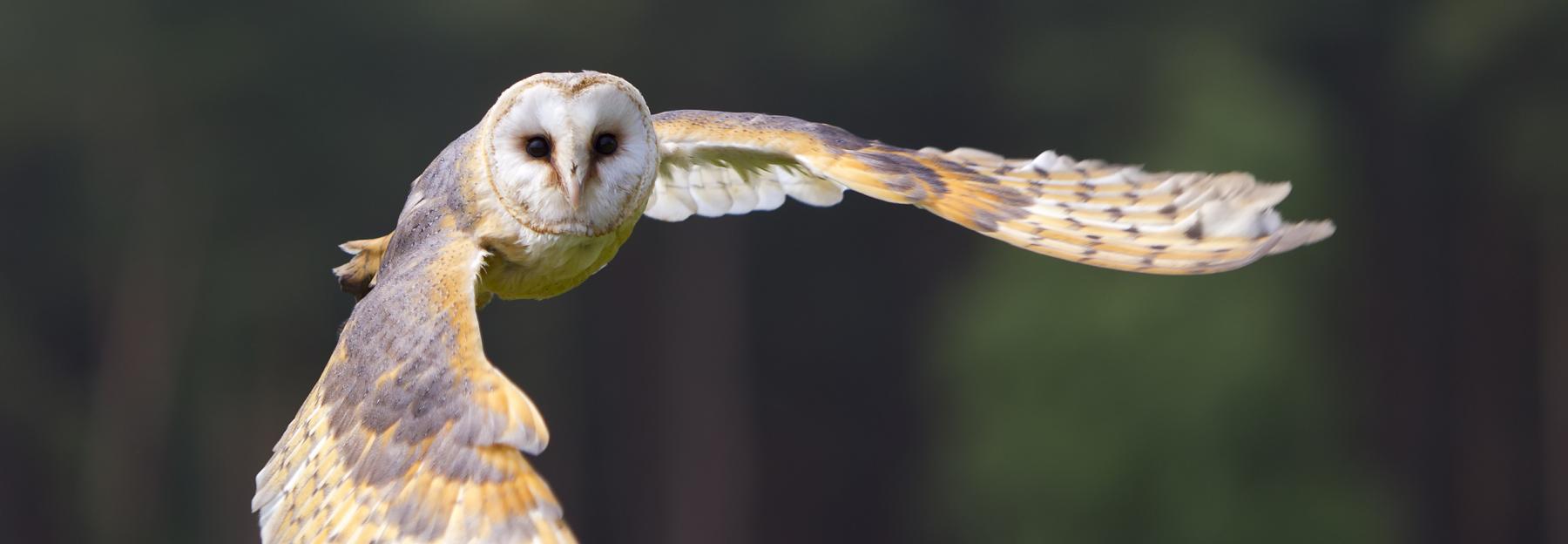 Schleiereule im Flug