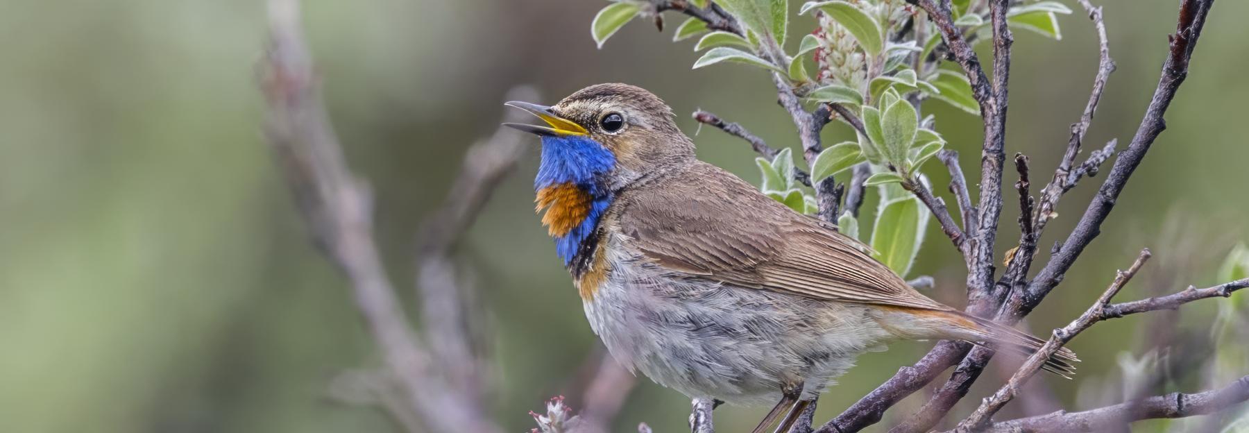 Blaukehlchen auf Ast