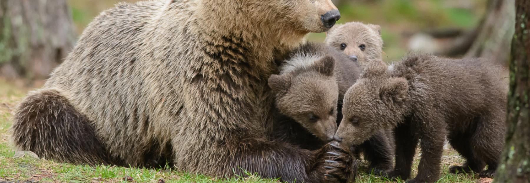 Bären-Familie