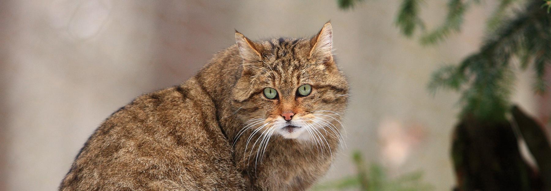Wildkatze