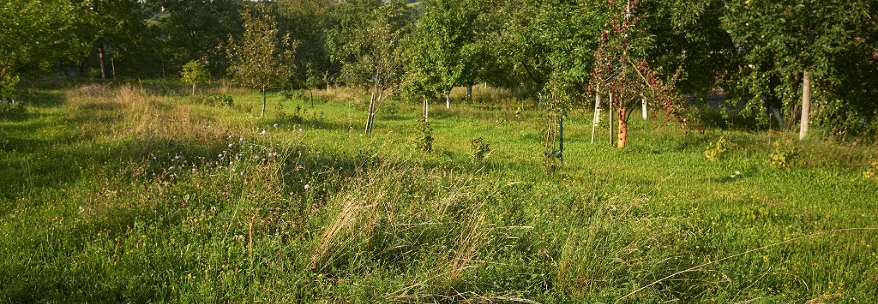 Streuobstwiese