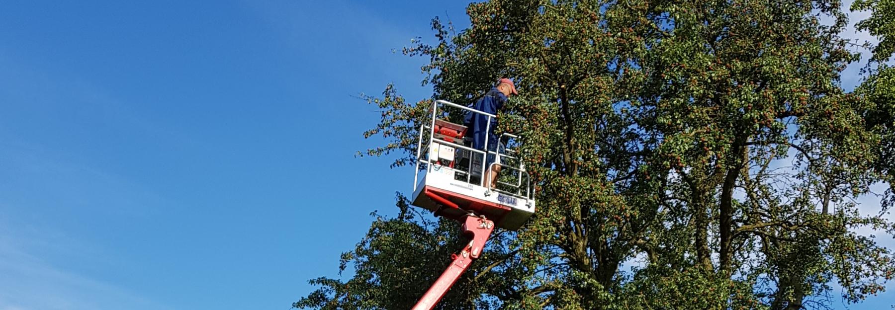 Obstbaumschnitt mittels Hebebühne