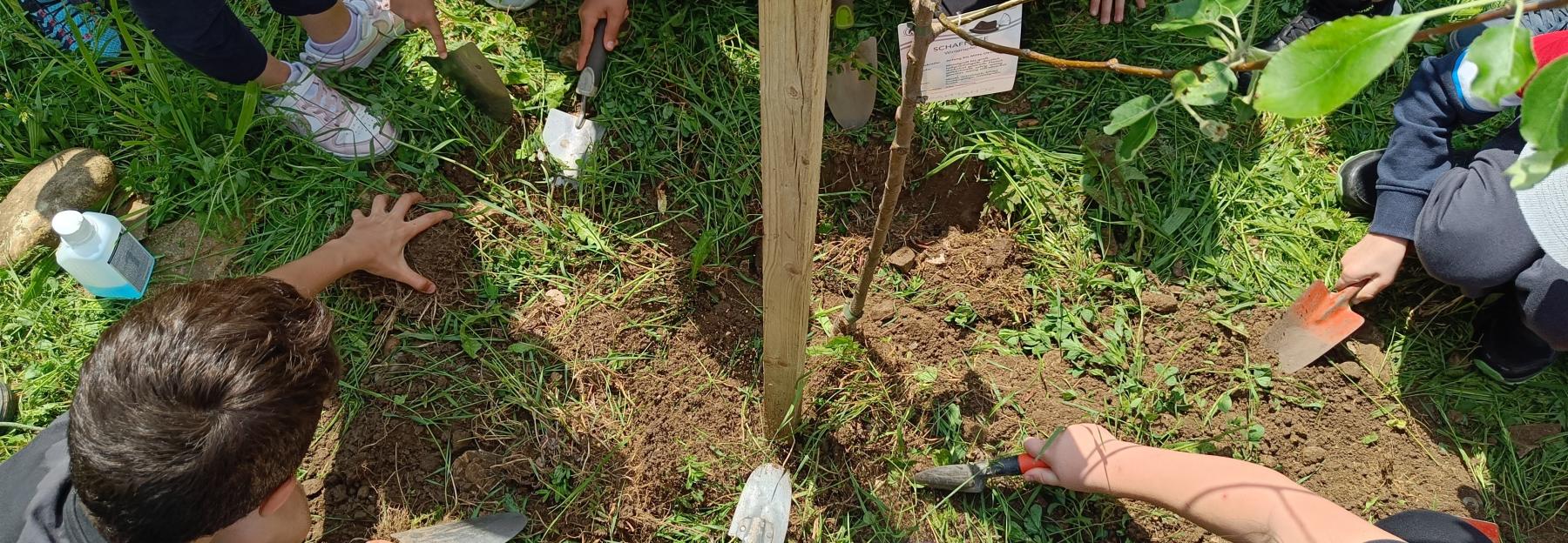 Volksschülerinnen pflanzen einen Obstbaum