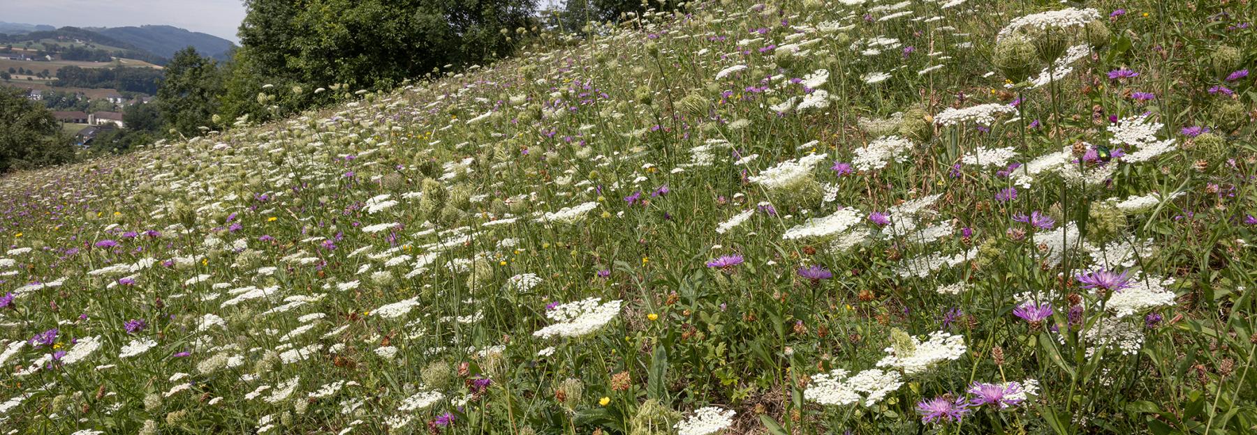 Blumenwiese