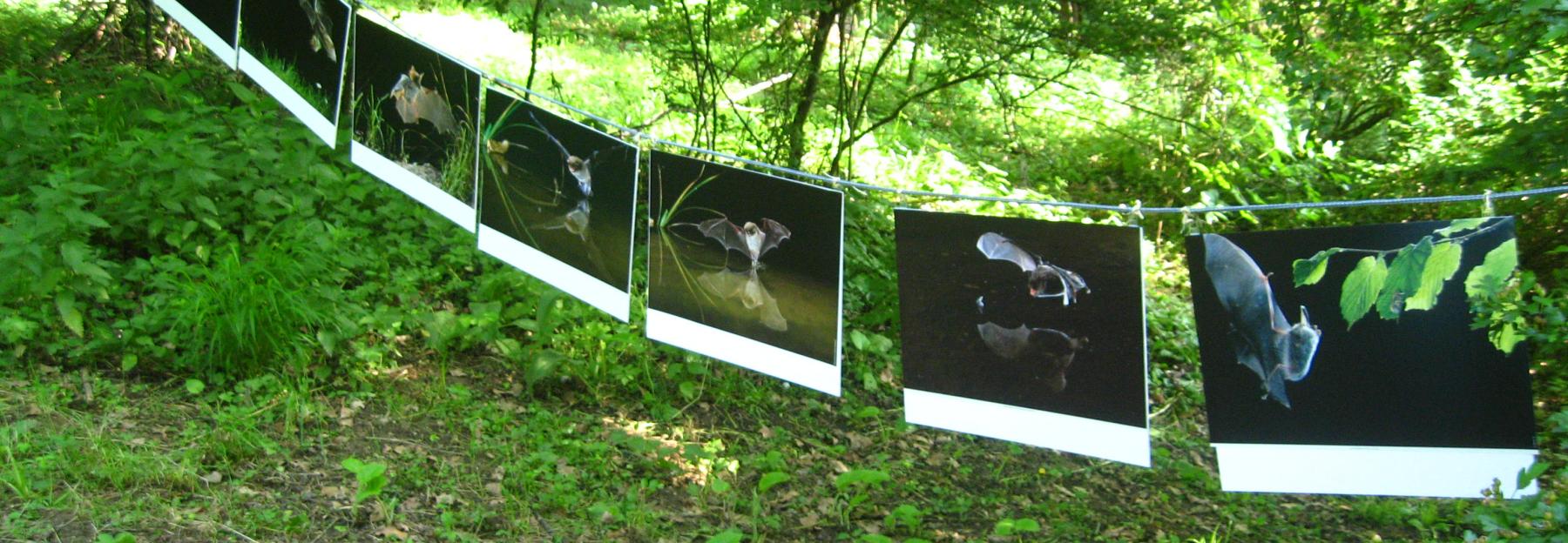 Umweltbildung im Fledermausgarten