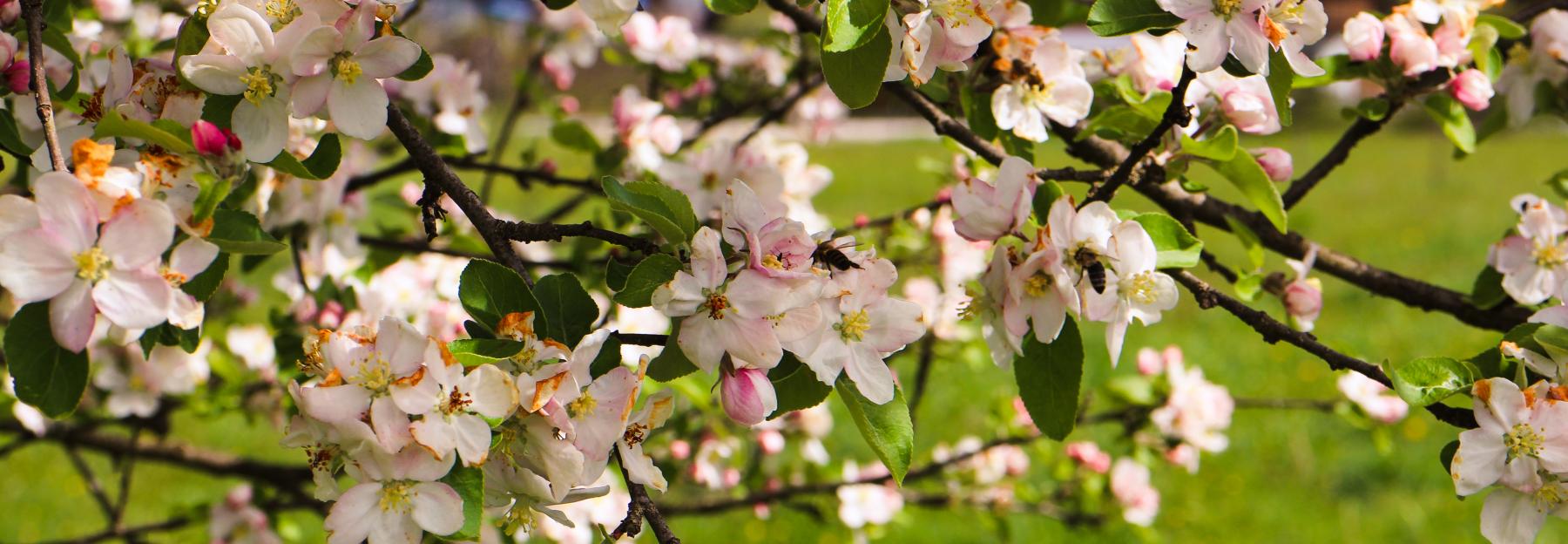Obstblüte Going Artenreich