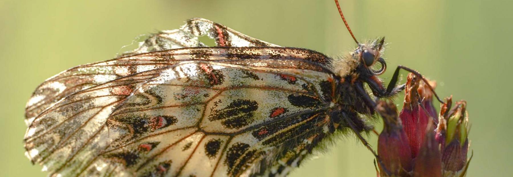 Osterluzeifalter