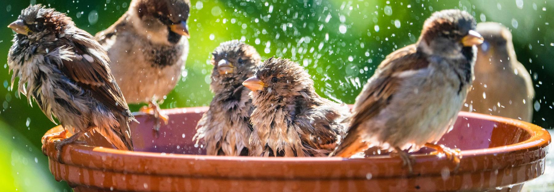 Spatzen Vogelbad