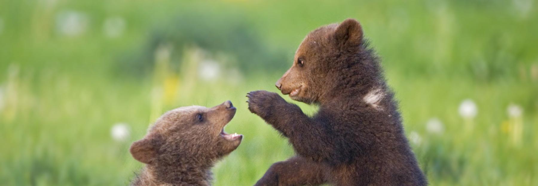 Braunbärbabys