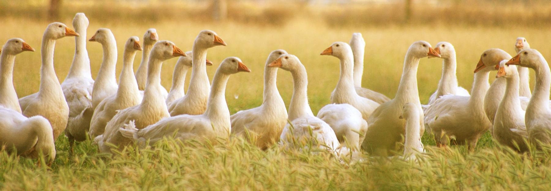 Gänse