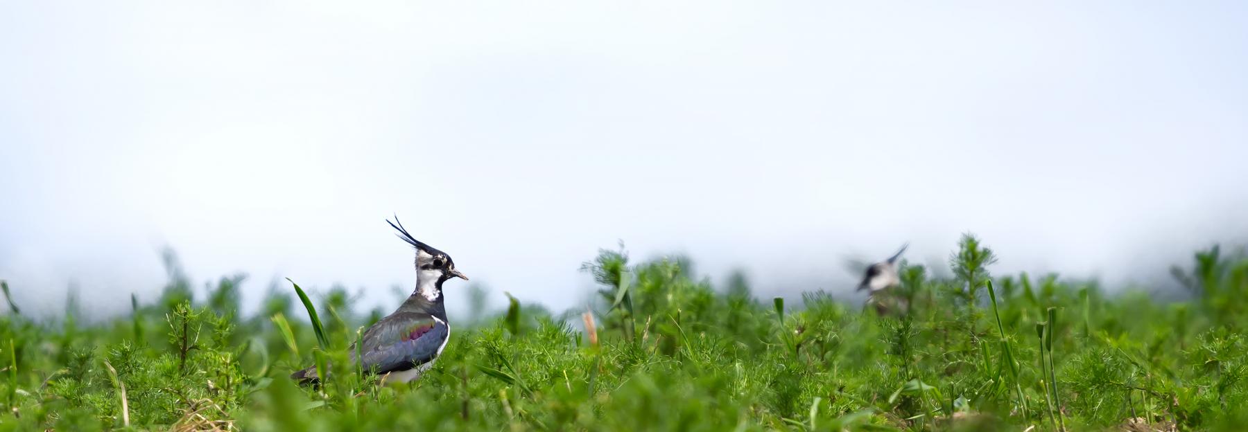 Mit seinem markanten Schopf ist der Kiebitz einer der auffälligsten Vögel in unserer Kulturlandschaft. 