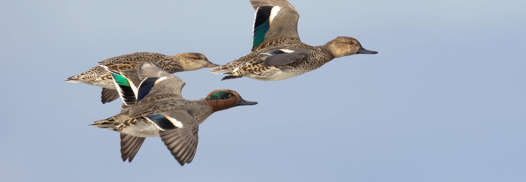 Krickenten im Flug