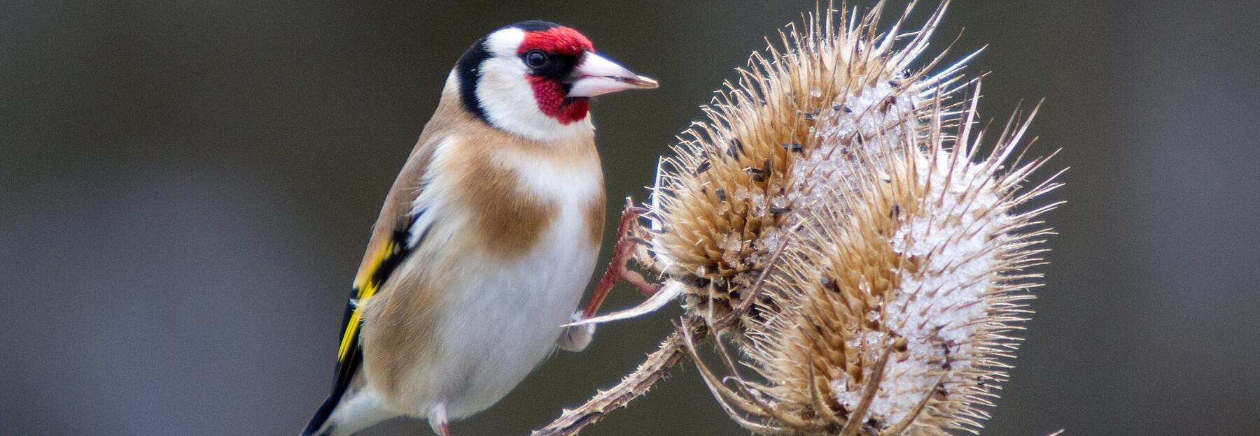 Die Wilde Karde sorgt mit ihrem hohlen Stängel und den Strukturen im alten Blütenkopf für Vielfalt.