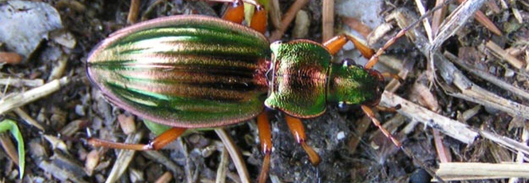 Goldlaufkäfer
